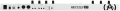Background (46).webp